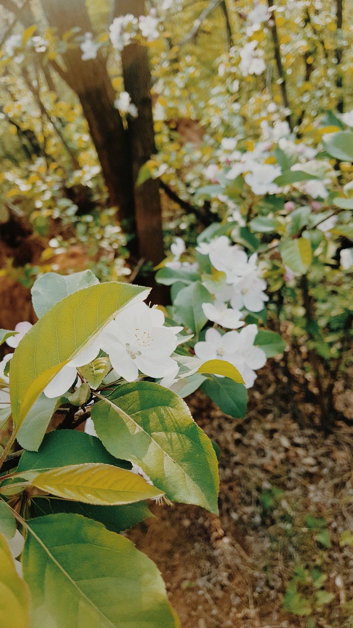 창조세계