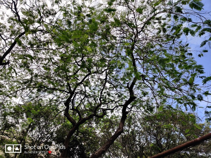 Tree Nuture