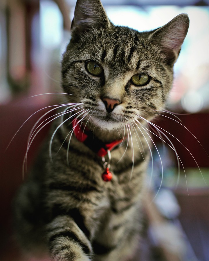 adventure cat