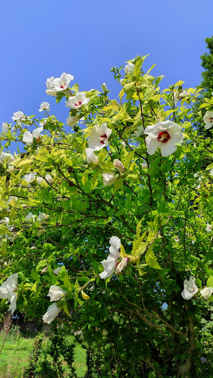 ფ