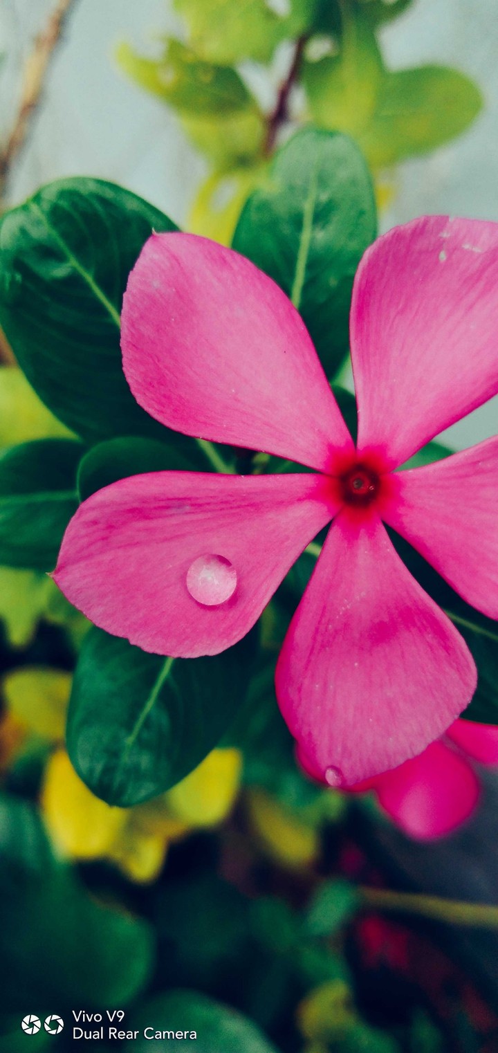Flower and Waterdrop