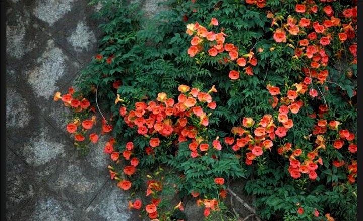 Jazmín de Virginia