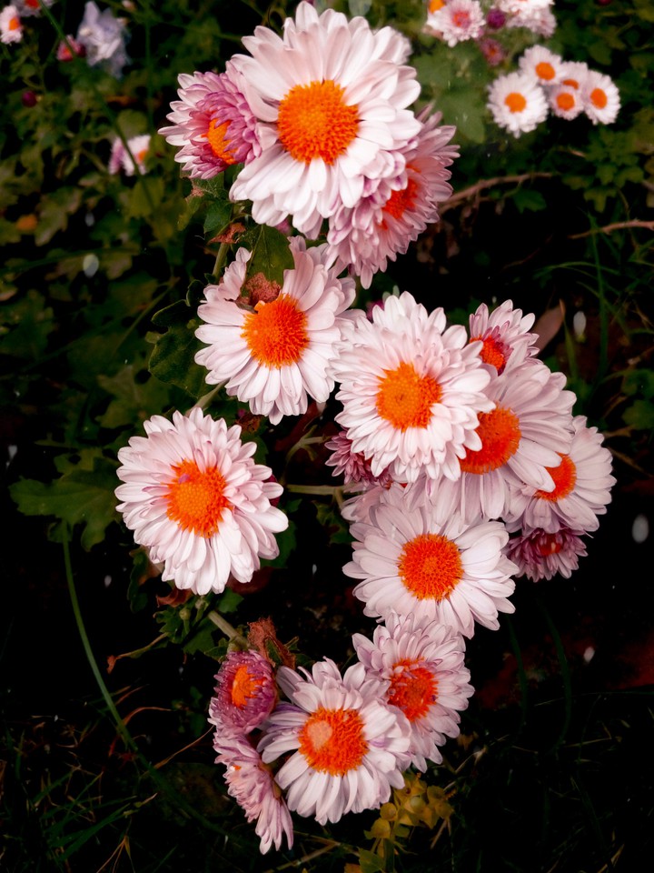 flowers