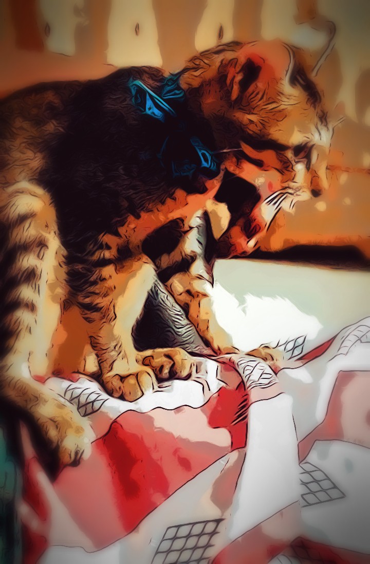 #cat