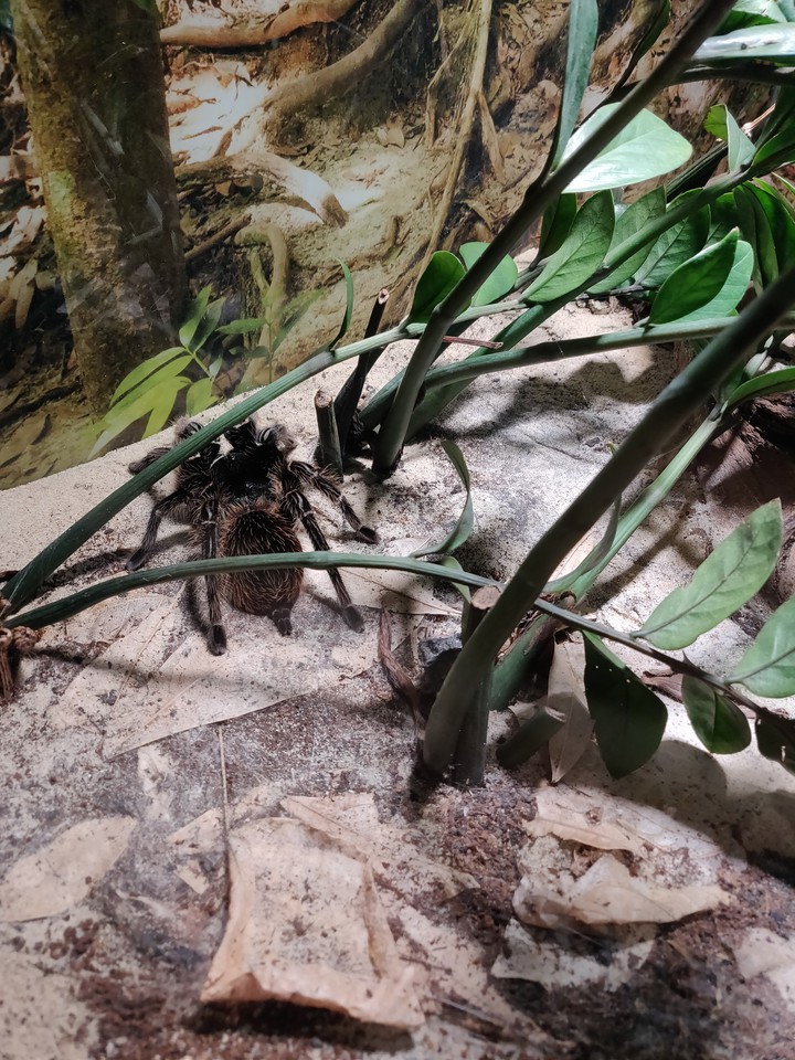 Spider