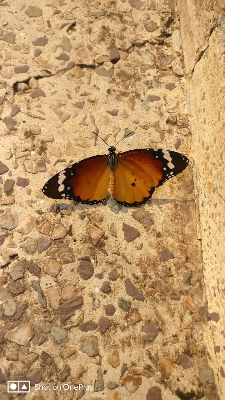 Butterfly