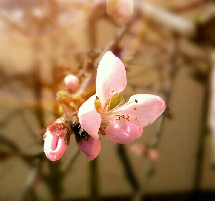 peach