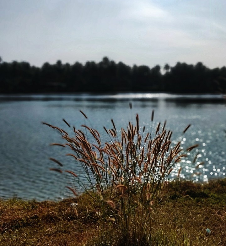 a peaceful sunny afternoon lake side