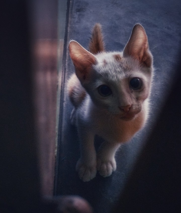 cat