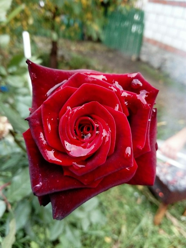 roza