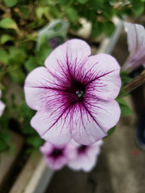 Purple beauty