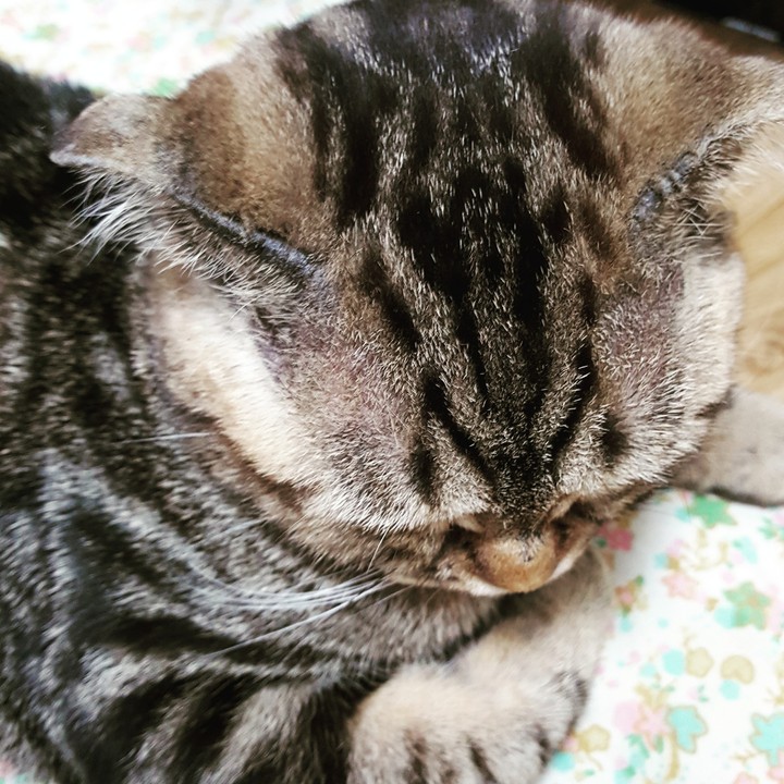몬드 180220