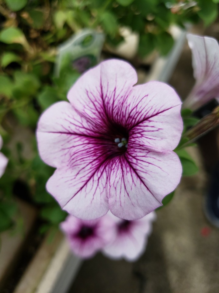Purple beauty