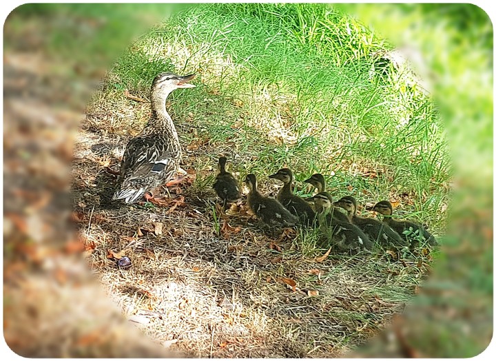 lovely mother duck
