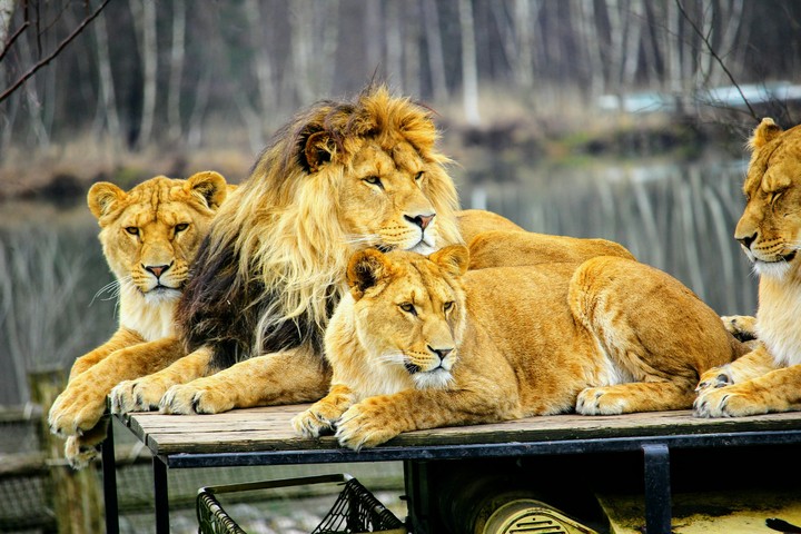 Lion African safari