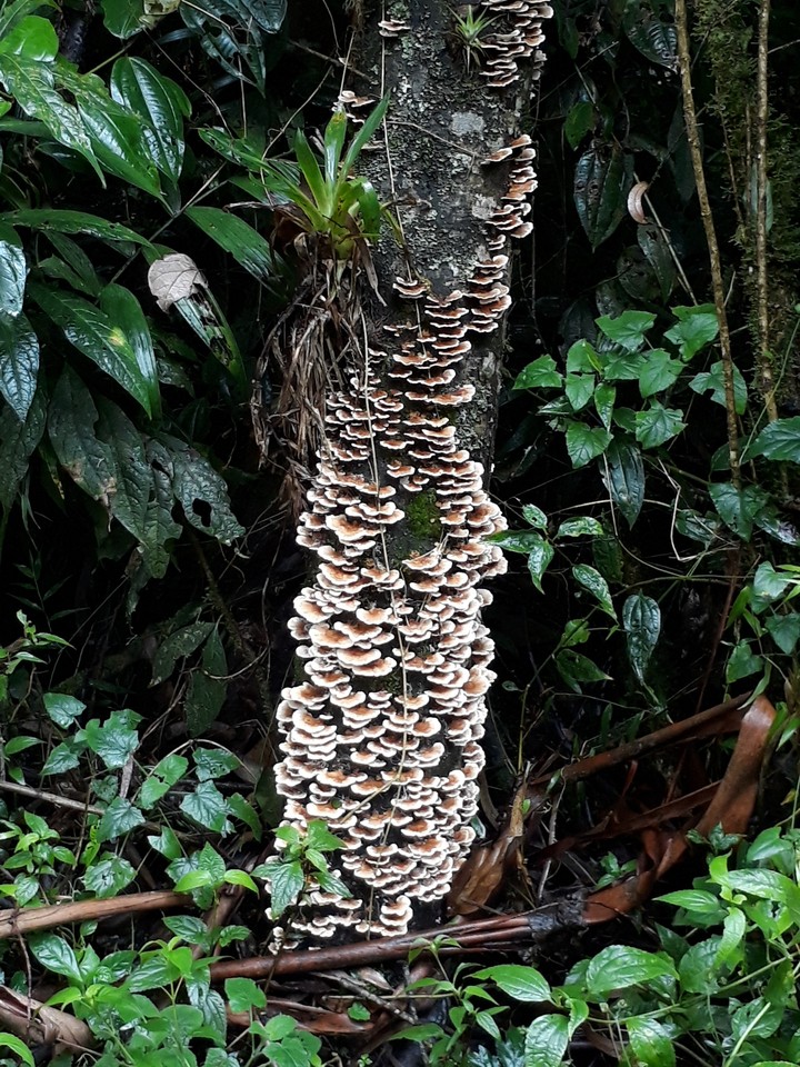 hongos caldas colombia