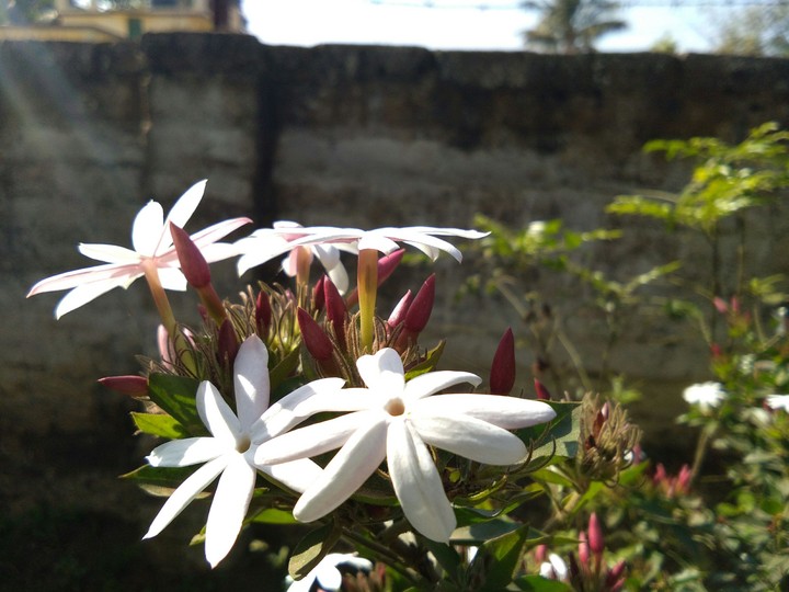 flowers
