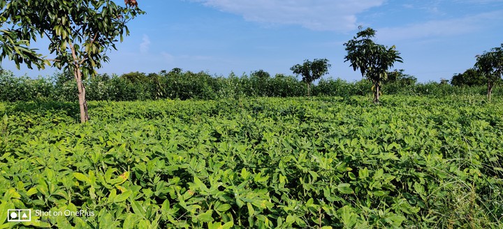 Green lands