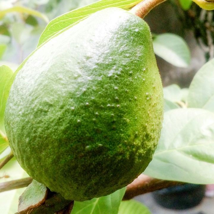 jambu