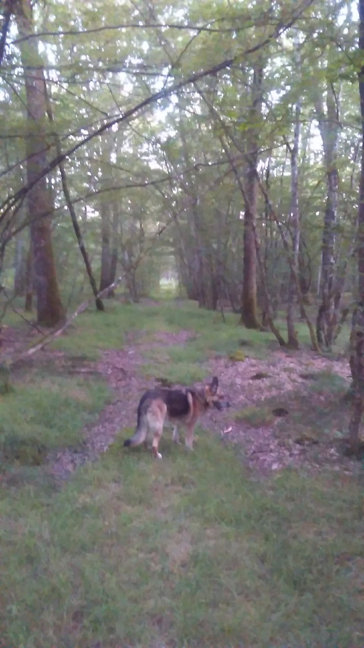 sous bois sud Morvan