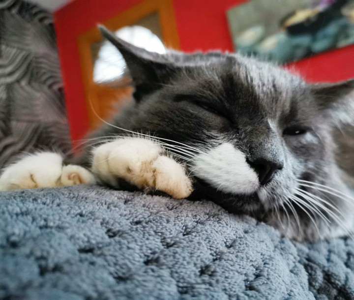 Sipoo my cat