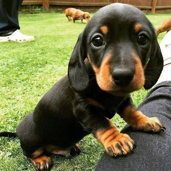 cute puppy