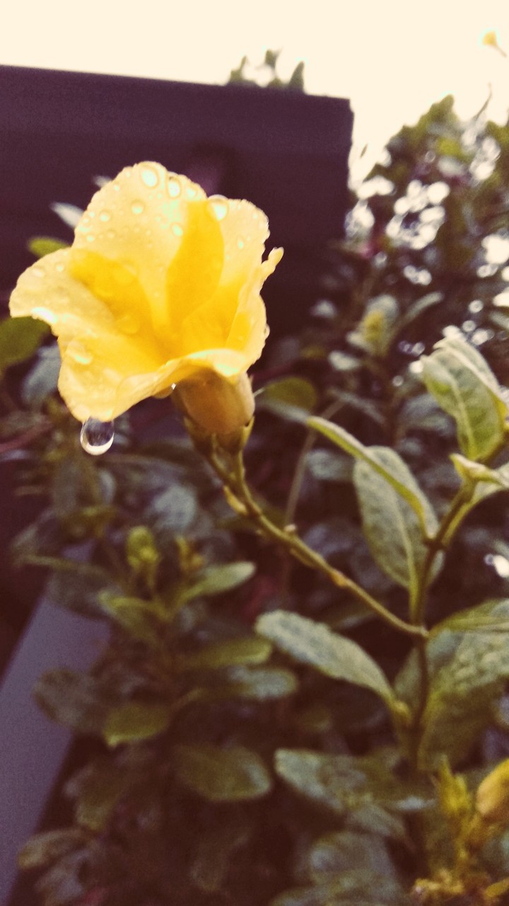 flower drop