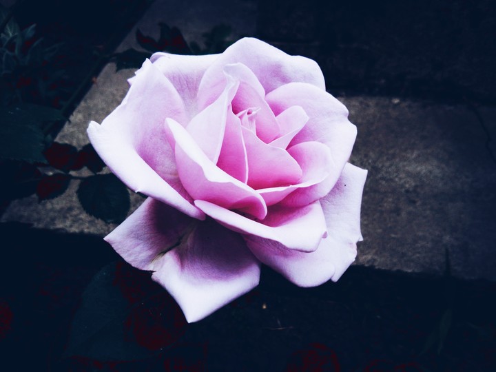 rose