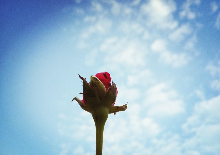 flower sky rose