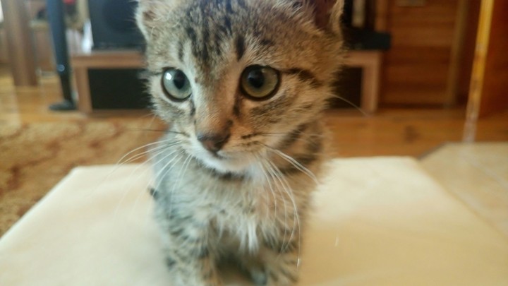 Cute Kitty