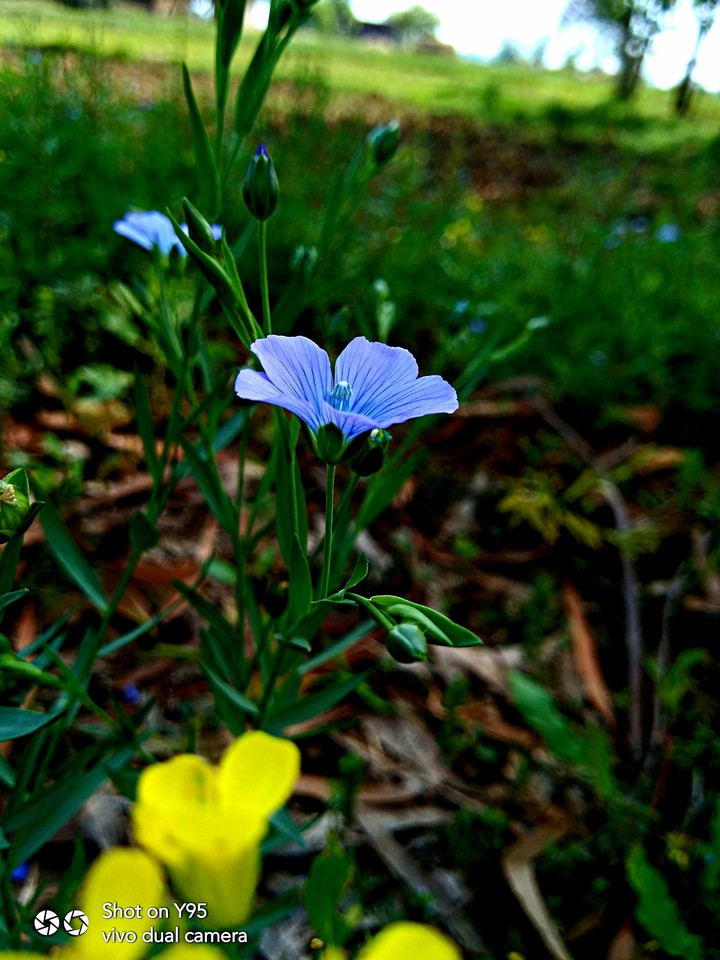 blue flower