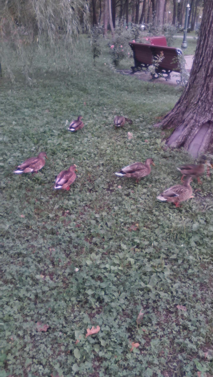 duck
