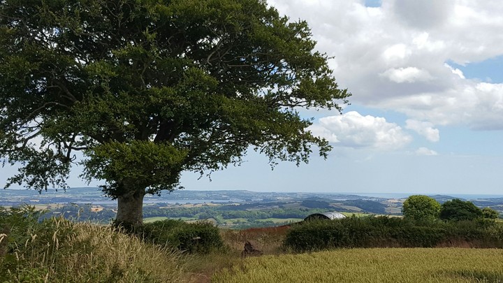 The Lonely Tree 2