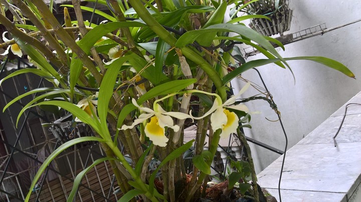 My orchids