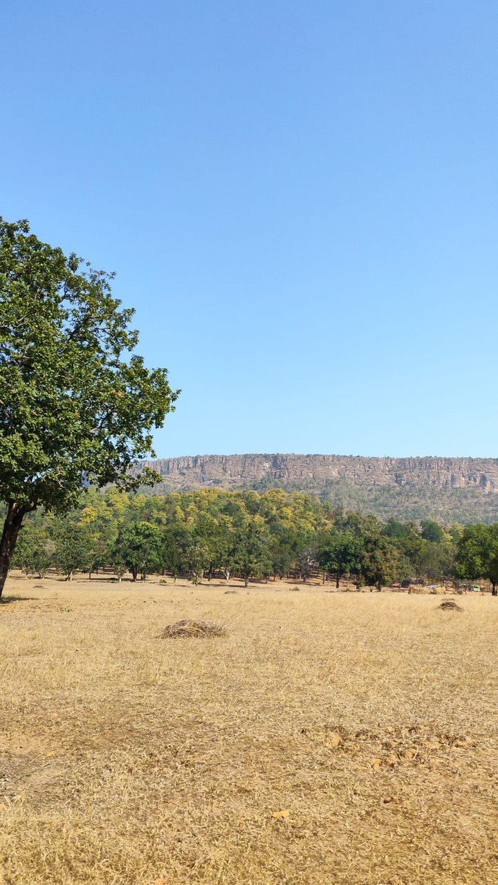jungle of Bandhavgarh