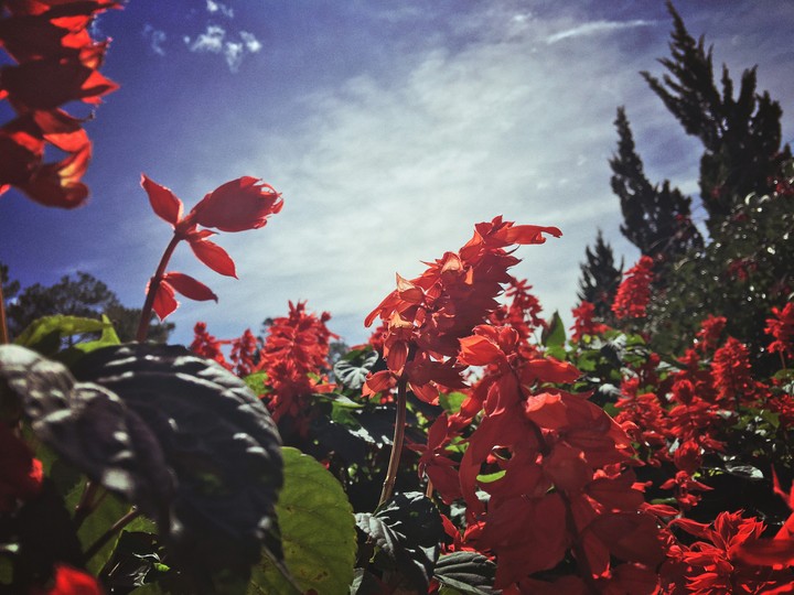 flower
