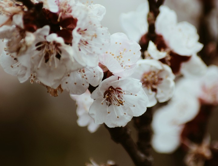 Spring
