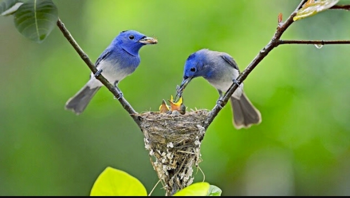 Birds