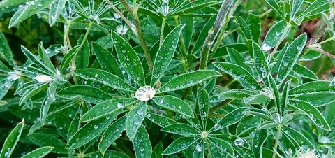 dew