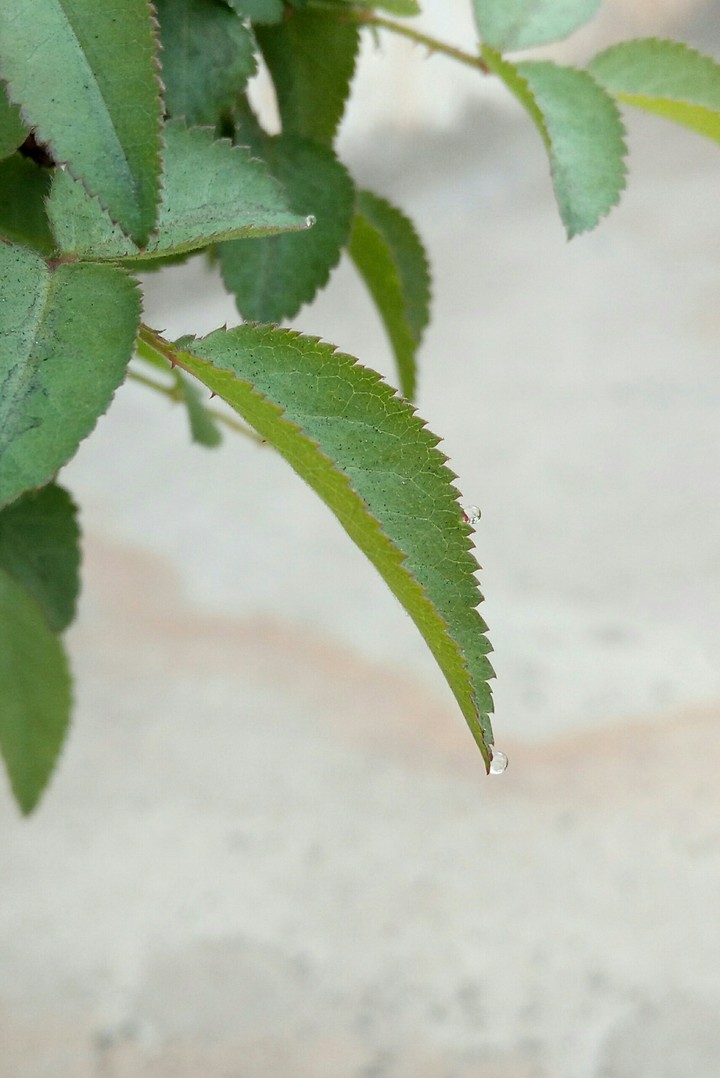 leaf
