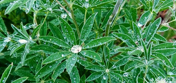 dew