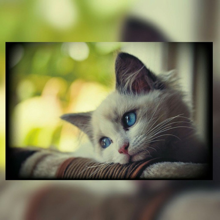 sad cat