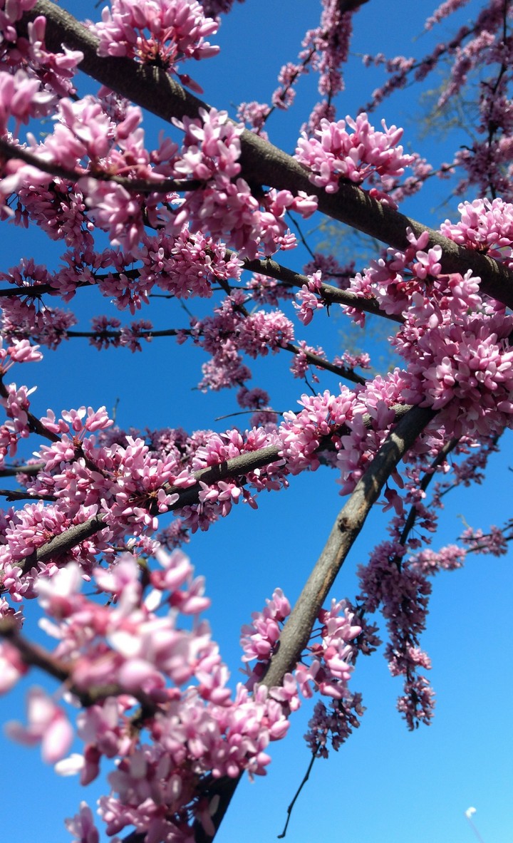 Cherry Magic