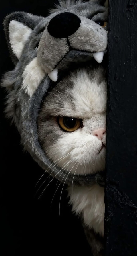 Angry kitty