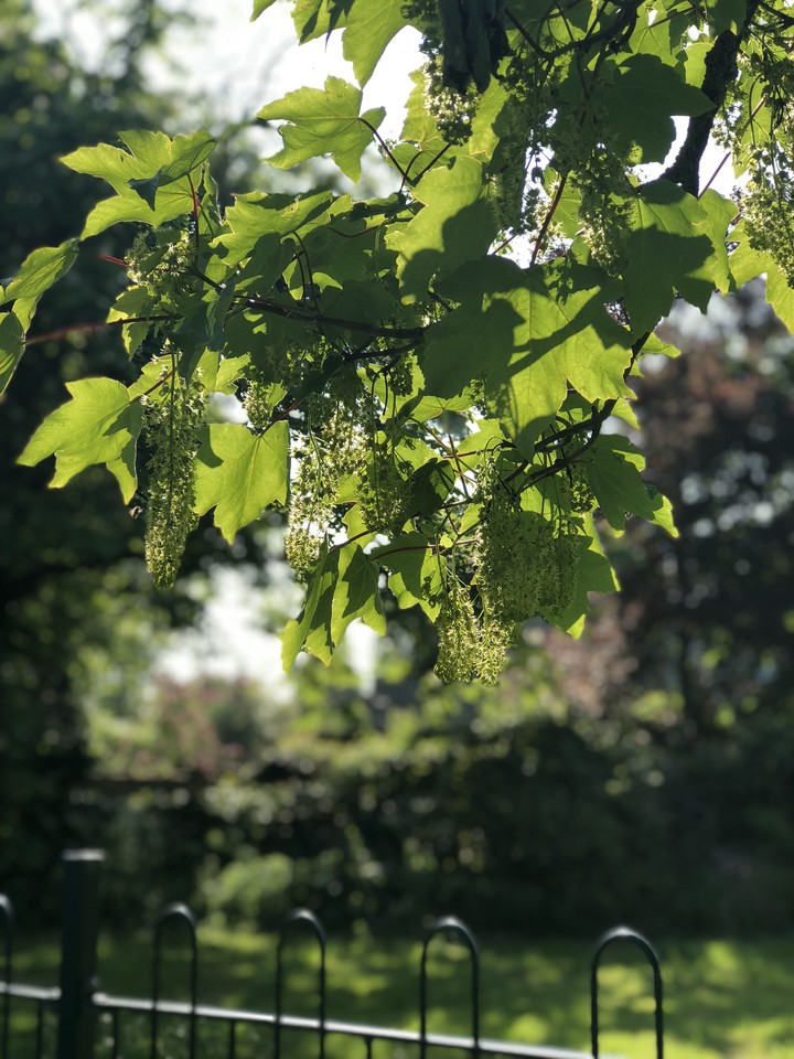 leaves