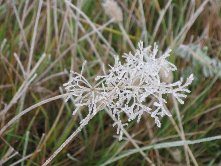 Frost