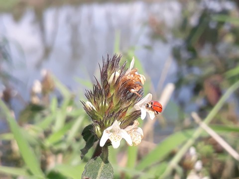 lady bird