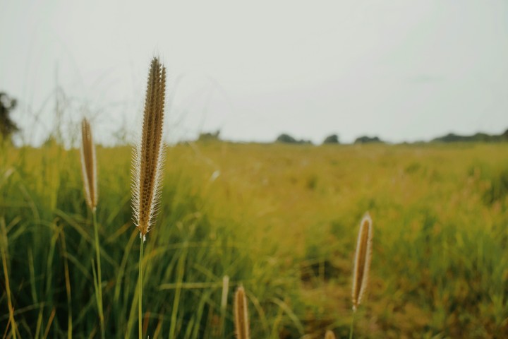 Beautiful plant
