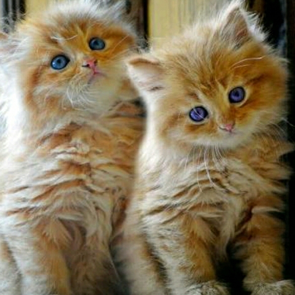 Persian kittens