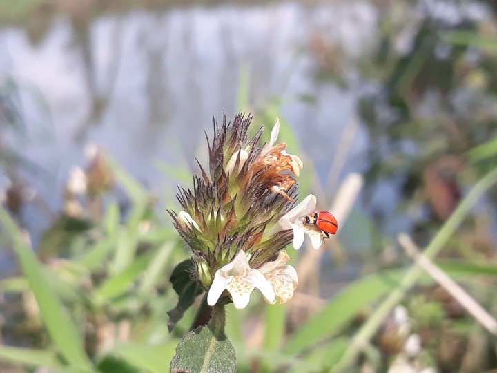 lady bird